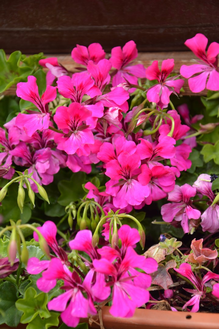 pelargonia bluszczolistna